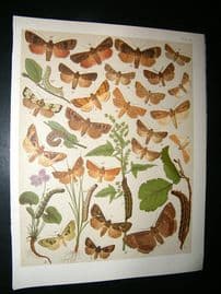 Kirby 1907 Owl Moths 38. Antique Print