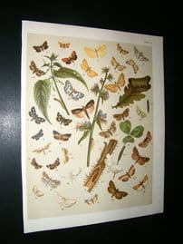 Kirby 1907 Pyraces, Pearls & Grass Moths etc 54. Antique Print