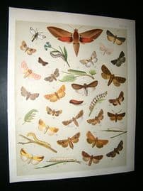 Kirby 1907 Sphinges Moths 52. Antique Print