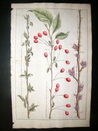 Langley 1729 Folio Hand Col Botanical Print. Quince, Cherries Trees, Fruit 6
