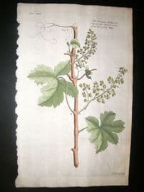 Langley 1729 Folio Hand Col Botanical Print. Stoping Shoots of Vines 34