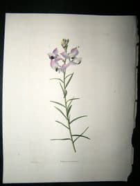 Loddiges 1820's Hand Col Botanical. Polygala Bracteolata 1211
