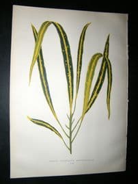 Lowe 1891 Antique Botanical Print. Croton Variegatum Angustfolium