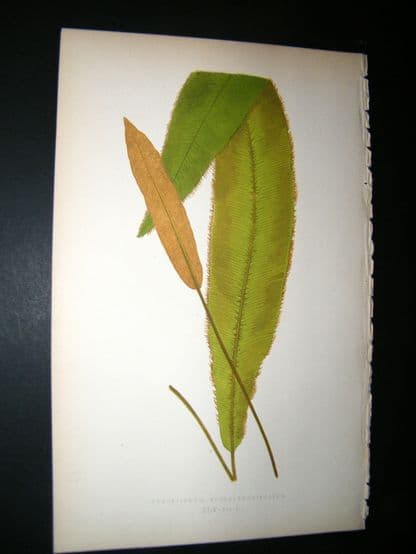 Lowe Fern 1860 Antique Botanical Print. Acrostichum Scolopendrifolium | Albion Prints