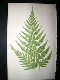 Lowe Fern 1860 Antique Botanical Print. Aspidium Frondosum