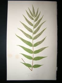 Lowe Fern 1860 Antique Botanical Print. Asplenium Lucidum