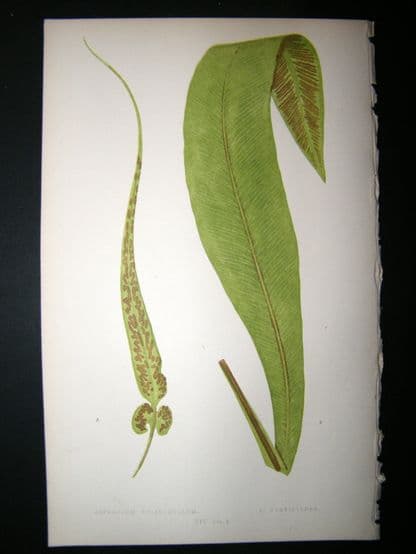 Lowe Fern 1860 Antique Botanical Print. Asplenium Rhizophyllum | Albion Prints
