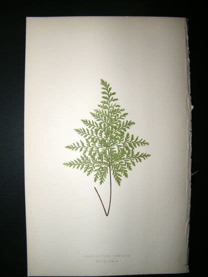 Lowe Fern 1860 Antique Botanical Print. Cheilanthes  Cuneata | Albion Prints