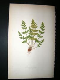 Lowe Fern 1860 Antique Botanical Print. Cystopteris Regia