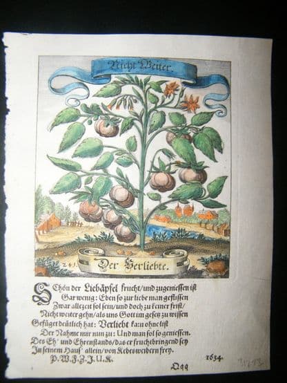 Merian 1646 Hand Col Botanical Print Emblem 241 | Albion Prints