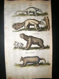 Merian & Jonston C1660 Folio Hand Col Print. Ant Eater, Sloth, Armadillo