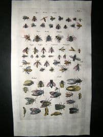 Merian & Jonston C1660 Folio Hand Col Print. Bees & Flies
