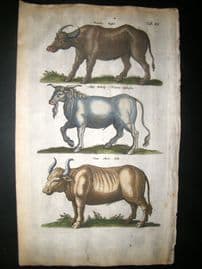 Merian & Jonston C1660 Folio Hand Col Print. Cattle, Bulls