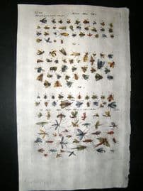 Merian & Jonston C1660 Folio Hand Col Print. Flies & Mosquitos