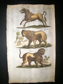 Merian & Jonston C1660 Folio Hand Col Print. Human Face Lion, Leucrocuta, Lion
