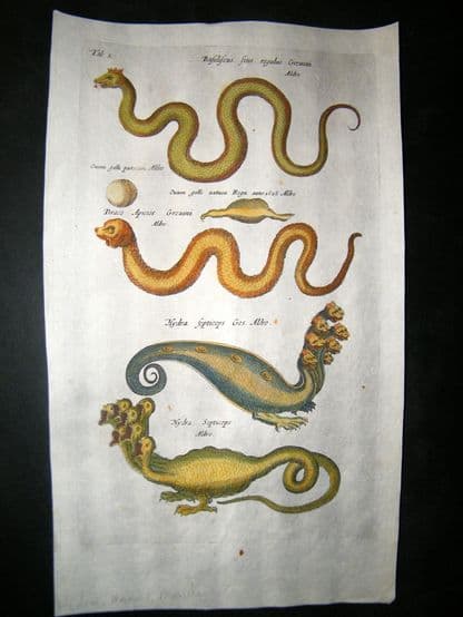 Merian & Jonston C1660 Folio Hand Col Print. Hydra, Dragons, Monster | Albion Prints