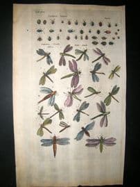 Merian & Jonston C1660 Folio Hand Col Print. Insects, Flies