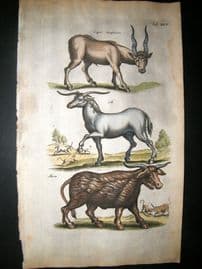 Merian & Jonston C1660 Folio Hand Col Print. Laughing Alicorn, Eale, Goat
