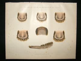 Miles Practical Farriery C1875 Antique Print. Age of The Ox, Indicated by Teeth