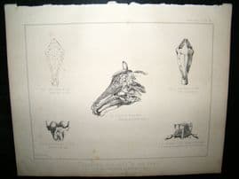 Miles Practical Farriery C1875 Antique Print. Anatomy of Head of Horse