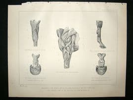 Miles Practical Farriery C1875 Antique Print. Anatomy of The Foreleg. Horse Print