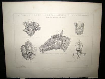 Miles Practical Farriery C1875 Antique Print. Horse Anatomy of Head, Earm Brain | Albion Prints