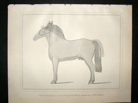 Miles Practical Farriery C1875 Antique Print. Proportions of Thoroghbred & Carthorse