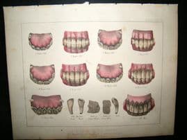 Miles Practical Farriery C1875 Hand Col Print. Teeth Ages of the Horse