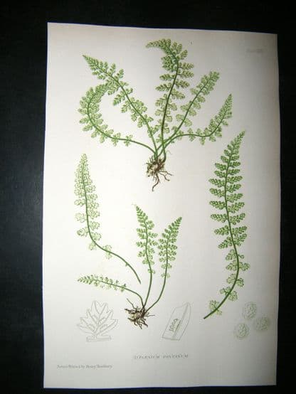 Moore Nature Printed Ferns 1860  Botanical Print. Asplenium Fontanum  67 | Albion Prints