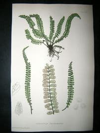 Moore Nature Printed Ferns 1860  Botanical Print. Asplenium Trichomanes 75