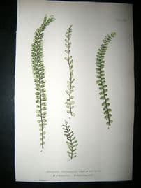 Moore Nature Printed Ferns 1860  Botanical Print. Asplenium Trichomanes 76