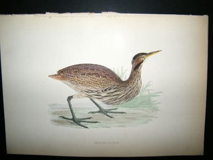Morris 1870 Antique Hand Col Bird Print. American Bittern | Albion Prints