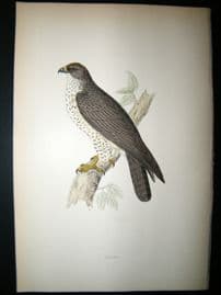 Morris 1870 Antique Hand Col Bird Print. Buzzard