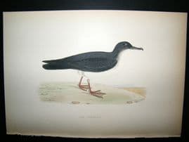 Morris 1870 Antique Hand Col Bird Print. Manx Shearwater