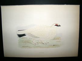Morris 1870 Antique Hand Col Bird Print. Ptarmigan