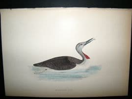 Morris 1870 Antique Hand Col Bird Print. Red- Throated Diver