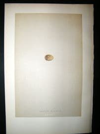 Morris Antique Bird Egg Print 1892 Aquatic Warbler