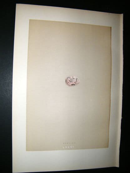 Morris Antique Bird Egg Print 1892 Bunting | Albion Prints