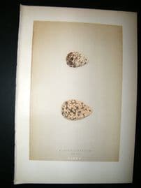 Morris Antique Bird Egg Print 1892 Curlwe Sandpiper & Knot