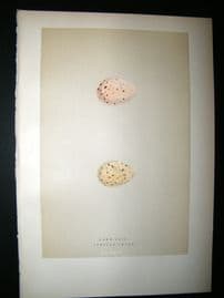 Morris Antique Bird Egg Print 1892 Land-Rail Crake & Spotted Crake