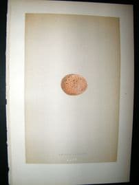 Morris Antique Bird Egg Print 1892 Lesser Kestrel