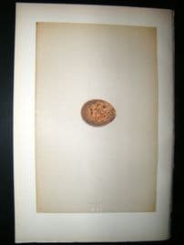 Morris Antique Bird Egg Print 1892 Merlin