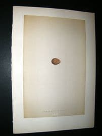 Morris Antique Bird Egg Print 1892 Red-Throated Pipit