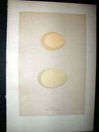 Morris Antique Bird Egg Print 1892 Smew & Golden-Eye