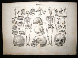Anatomy Print: 1835 Osteology, Skeleton, Folio.