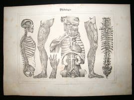 Anatomy Print: 1835 Veins, Skeleton, Folio.