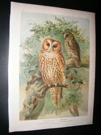 Naumann & Keulemans C1890's Folio Bird Print. Brown Owl 5-6