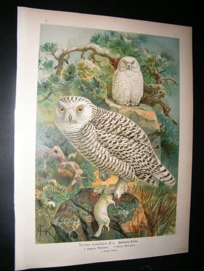 Naumann & Keulemans C1890's Folio Bird Print. Snowy Owl 5-5 | Albion Prints