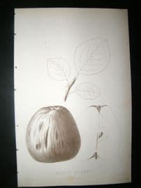 Pomologie de La France C1865 Fruit Print. Beauty of Kent, Apple 36