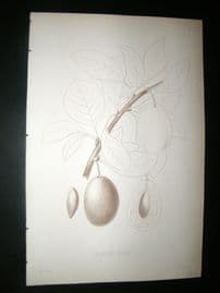 Pomologie de La France C1865 Fruit Print. Diapree Rouge, Plum 10